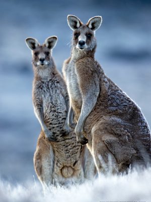 Eastern Grey Kangaroo poster